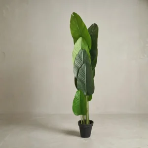Banana Palm Tree