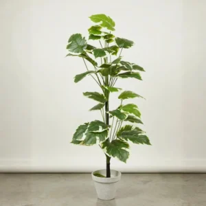 Turtle Leaf Plant
