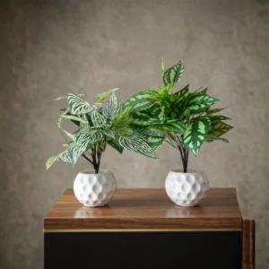Set of 2 Money Plant