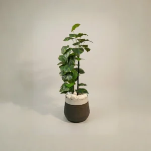 Pothos Artificial Plant
