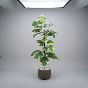 Artificial Polyscias plant