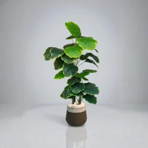 Chinese Money Plant